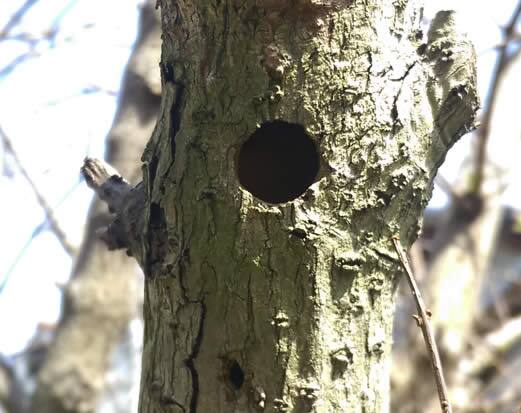 クマバチの巣駆除枯れ木